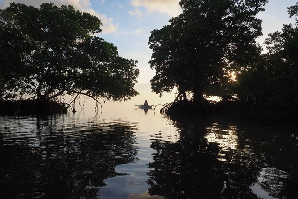 Jízda na kajaku uprostřed mangrovové Key Biscayne, Florida. — Stock fotografie