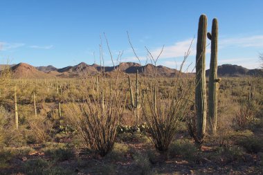 Saguaro'lar ve diğer kaktüsler Saguaro Milli Parkı, Arizona.