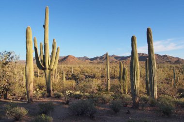 Saguaro'lar ve diğer kaktüsler Saguaro Milli Parkı, Arizona.