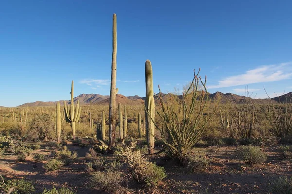 Saguaro'lar ve diğer kaktüsler Saguaro Milli Parkı, Arizona. — Stok fotoğraf