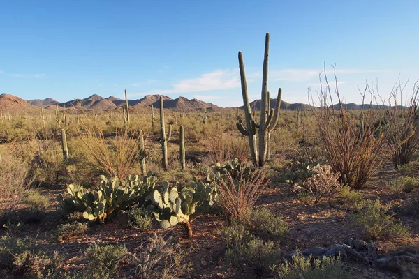 Saguaros en andere cactussen Saguaro Nationaal Park, Arizona. — Stockfoto