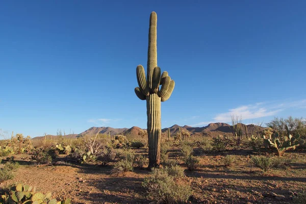 Saguaros en andere cactussen Saguaro Nationaal Park, Arizona. — Stockfoto