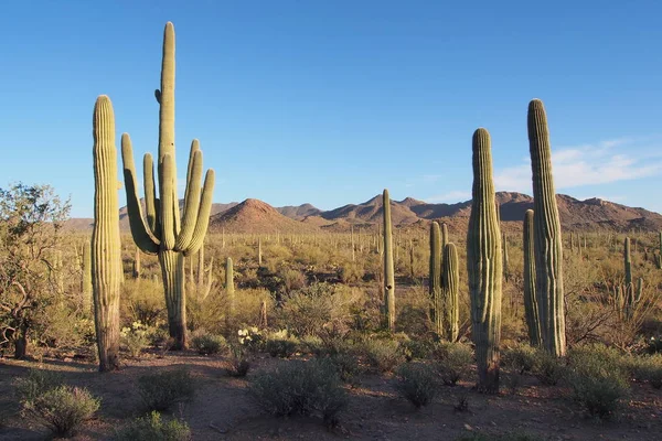 Saguaro'lar ve diğer kaktüsler Saguaro Milli Parkı, Arizona. — Stok fotoğraf