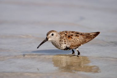 Dunlin Fort De Soto State Park, Florida üzerinde.
