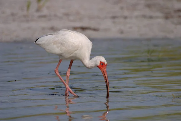 White Ibis, Eudocimus alba, en el Parque Estatal Fort De Soto, Florida . — Foto de Stock