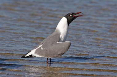 Gülen martı Fort De Soto State Park, Florida içinde.