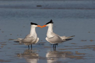 Royal Terns, Thalasseus maximus, engaged in courting and mating behavior on the tidal flats of Fort De Soto State Park, Florida. clipart