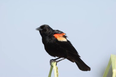 Erkek kırmızı kanatlı karakuş.