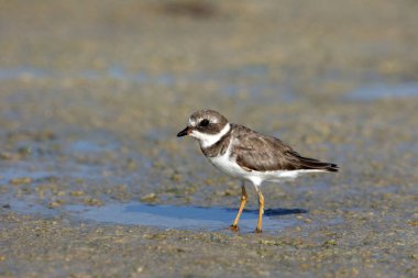 Semipalmated cılıbıt Fort De Soto State Park, Florida içinde.