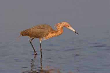 Kırmızımsı ak balıkçıl Fort De Soto State Park, Florida.