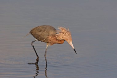 Kırmızımsı ak balıkçıl Fort De Soto State Park, Florida.