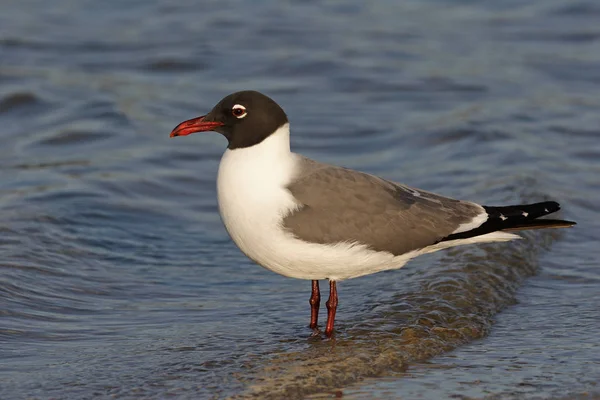 Gaviota sonriente en Fort De Soto State Park, Florida . — Foto de Stock