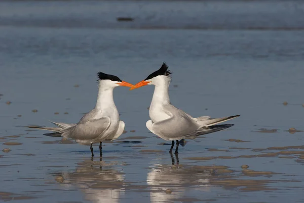 Royal Terns Thalasseus Maximus Engagerad Uppvaktning Och Parning Beteende Tidvatten — Stockfoto