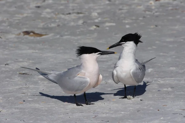 Sandviç kırlangıçlar Fort De Soto State Park, Florida içinde.