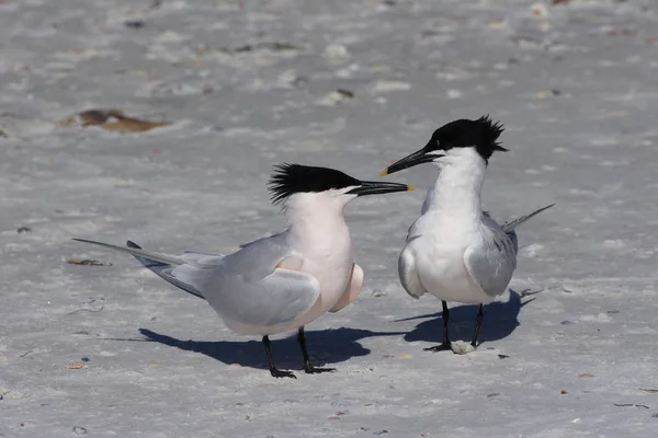 Sandwich Terns à Fort De Soto State Park, Floride . — Photo