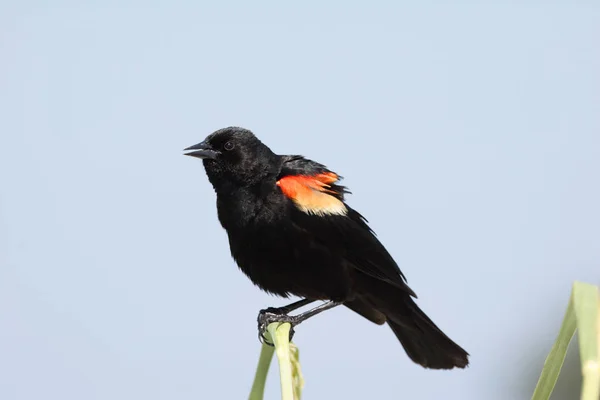 Mężczyzna czerwony skrzydlate Blackbird. — Zdjęcie stockowe