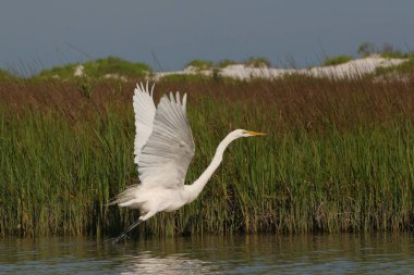 Fort De Soto State Park, Florida uçakla büyük ak balıkçıl.