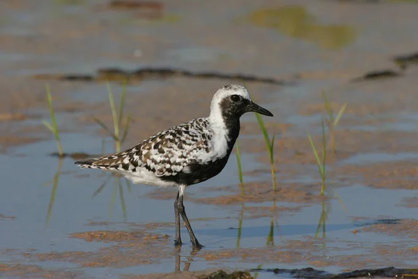 Kara karınlı cılıbıt Fort De Soto Devlet Parkı içinde.