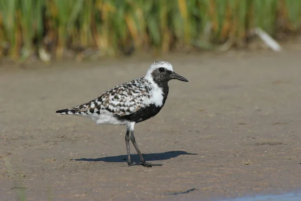 Kara karınlı cılıbıt Fort De Soto Devlet Parkı içinde.