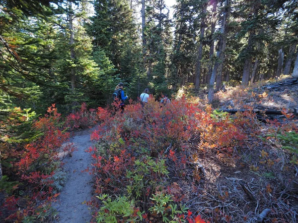 Wandelaars op de Tilly Jane Trail op Mount Hood (Oregon). — Stockfoto