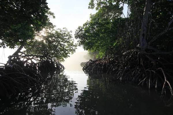Mangrovové stromy na mlhavé ráno. — Stock fotografie