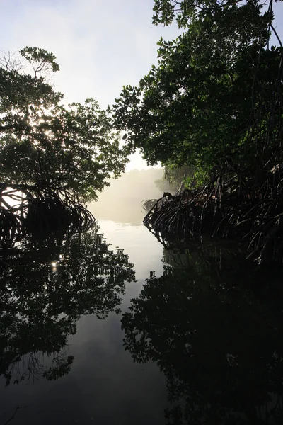 Alberi di mangrovie in una mattina nebbiosa . — Foto Stock