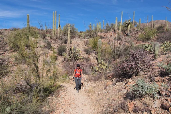 Woman hiking the King Canyon Trail, Arizona.