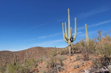 Saguaro kaktüs, Carnegiea kızgözü, Saguaro Milli Parkı'nda.