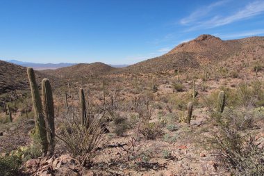 Saguaro kaktüs, Carnegiea kızgözü, Saguaro Milli Parkı'nda.