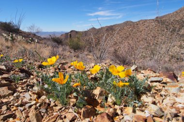 Kral Kanyonu izinde Saguaro Milli Parkı'nda sarı haşhaş.