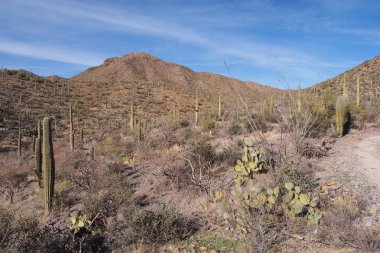 Saguaro kaktüs, Carnegiea kızgözü, Saguaro Milli Parkı'nda.