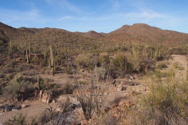 Saguaro kaktüs, Carnegiea kızgözü, Saguaro Milli Parkı'nda.