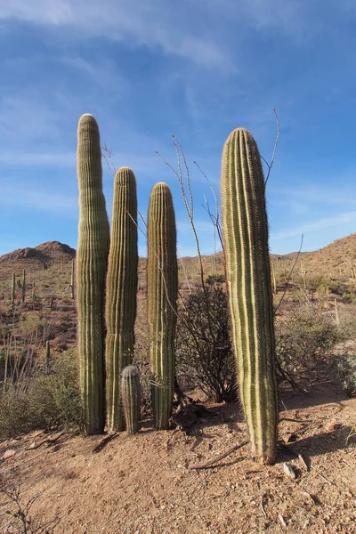 Saguaro cactussen, Canegiea gigantea, in Saguaro Nationaal Park. — Stockfoto