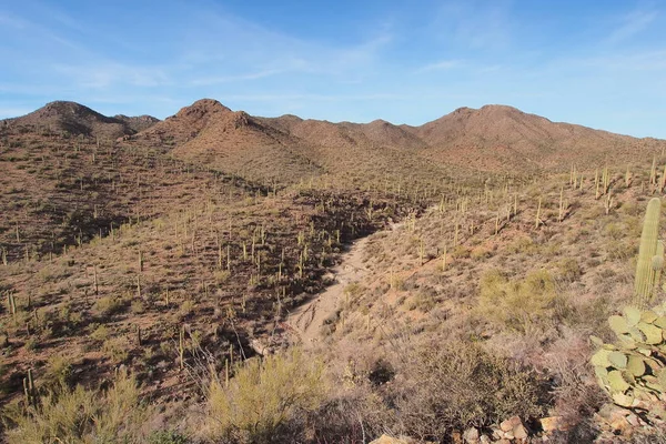 Saguaro kaktüs, Carnegiea kızgözü, Saguaro Milli Parkı'nda. — Stok fotoğraf