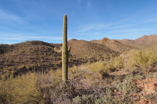 Saguaro cactussen, Carnegiea gigantea, in Saguaro Nationaal Park. — Stockfoto