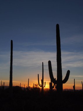 Saguaro kaktüs, Saguaro Milli Parkı'nda gün batımında Carnegiea kızgözü.