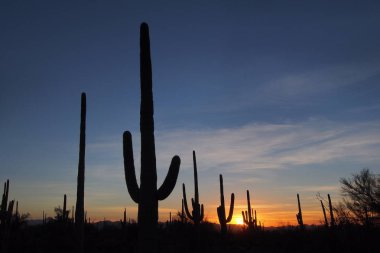 Saguaro kaktüs, Saguaro Milli Parkı'nda gün batımında Carnegiea kızgözü.