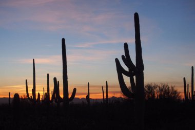 Saguaro kaktüs, Saguaro Milli Parkı'nda gün batımında Carnegiea kızgözü.