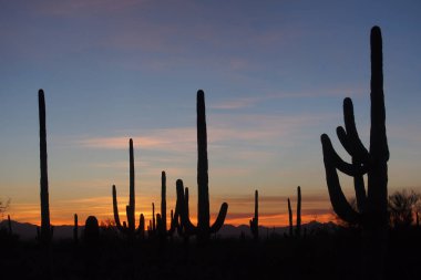Saguaro kaktüs, Saguaro Milli Parkı'nda gün batımında Carnegiea kızgözü.