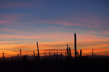 Saguaro kaktüs, Saguaro Milli Parkı'nda gün batımında Carnegiea kızgözü.