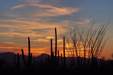 Saguaro kaktüs, Saguaro Milli Parkı'nda gün batımında Carnegiea kızgözü.