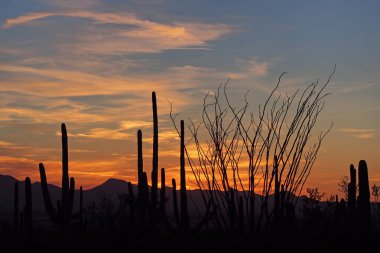 Saguaro kaktüs, Saguaro Milli Parkı'nda gün batımında Carnegiea kızgözü.