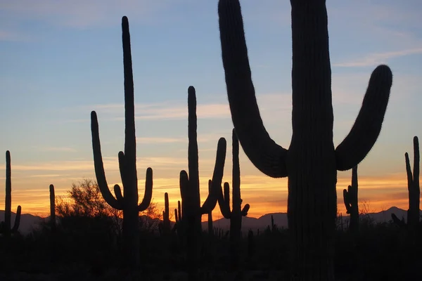 Saguaro cacti, Carnegiea gigantea, at sunset in Saguaro National Park.