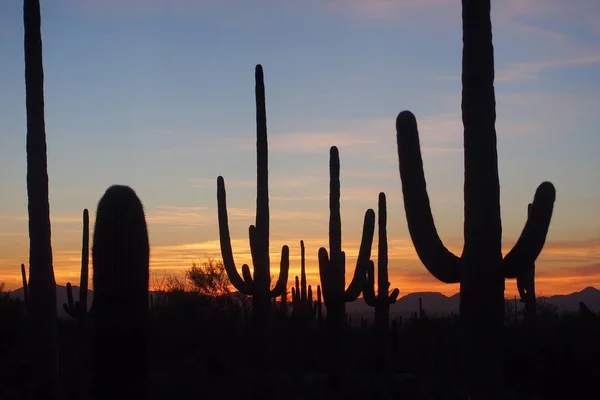 Saguaro cacti, Carnegiea gigantea, at sunset in Saguaro National Park.