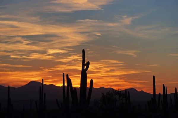 Saguaro cacti, Carnegiea gigantea, at sunset in Saguaro National Park.