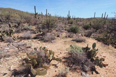 Saguaro Milli Parkı, Arizona Çölü peyzaj.