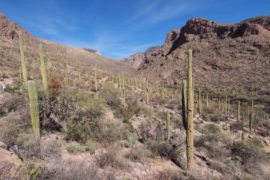 Çöl manzara Pima Canyon Trail Saguaro Milli Parkı'nda.