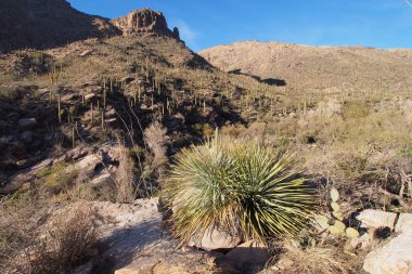 Çöl manzara Pima Canyon Trail Saguaro Milli Parkı'nda.
