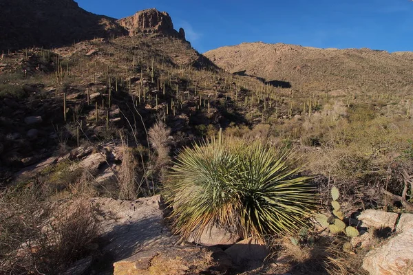 Wüstenlandschaft des Pima Canyon Trail im Saguaro Nationalpark. — Stockfoto