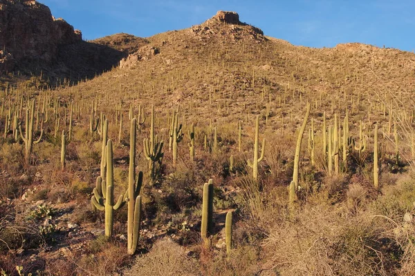 Woestijn landschap van de Pima Canyon Trail in Saguaro Nationaal Park. — Stockfoto